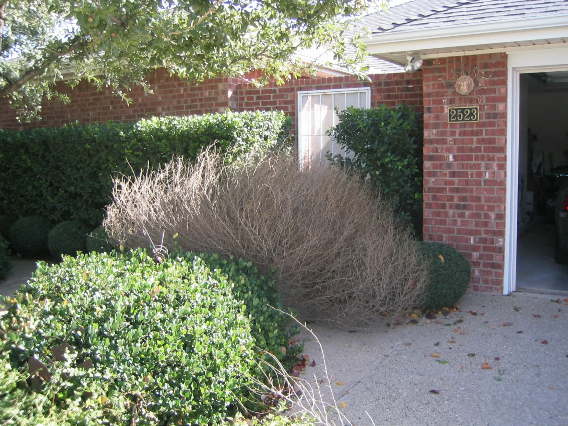 bushes in front of house
